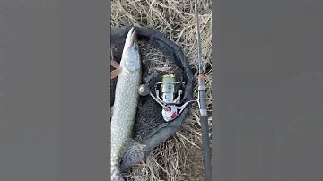 #sava #enjoy #pikefishing #sportex #naturelovers #river #pike