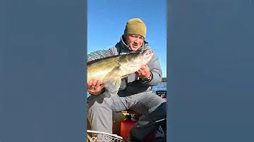 БЪЁМ РЕКОРД ПО СУДАКУ! ДОЛГОЖДАННАЯ ПОКЛЁВКА!!!  #fishing #рыбалкасподвохом #рыбалка #ловлясудака