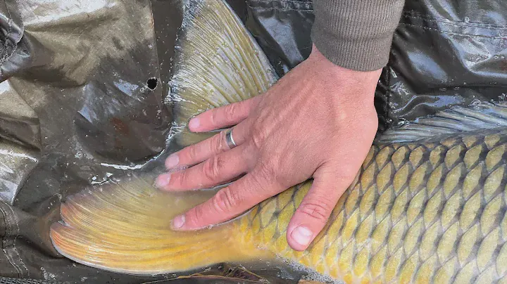 Огляд коропового вудилища Sportex Advancer Carp